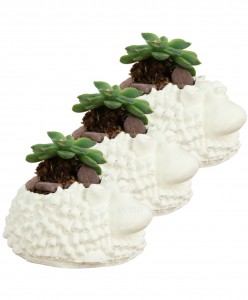 Mini Çiçek Saksı Küçük Sukulent Beyaz Kaktüs Saksısı 3'lü Set Koyun Model
